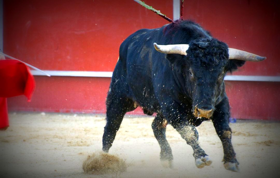 Alcalá de Henares: Las próximas Ferias de 2019 contarán con Festejos taurinos.