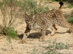 lince-34